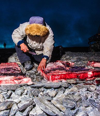 Beluga Hunting II